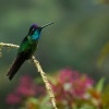Kolibrik - Eugenes spectabilis - Talamanca Hummingbird 6043